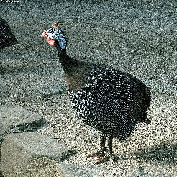 Raising Guinea Fowl – Mother Earth News