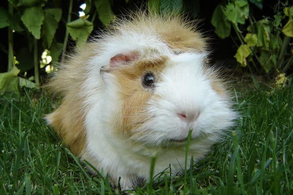 Guinea Pigs are one of the most popular pet rodent choices