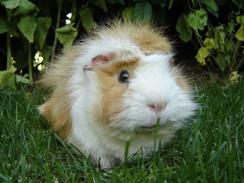 Guinea Pig Age Chart