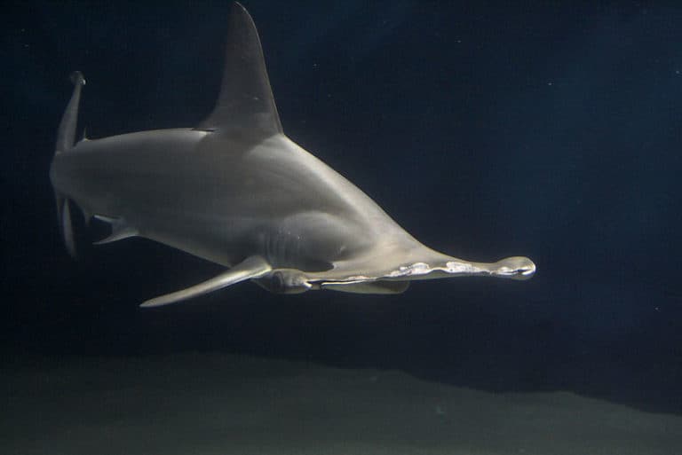 Hammerhead Shark from above