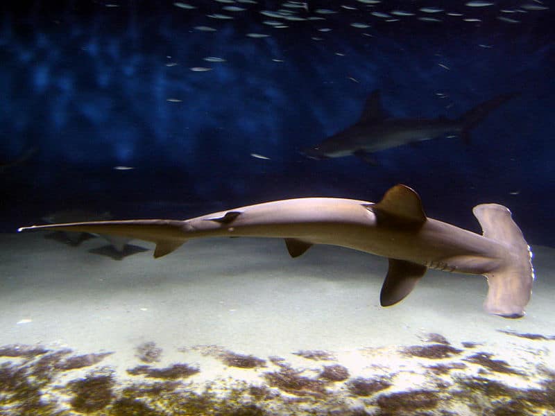Hammerhead Shark swimming over sand