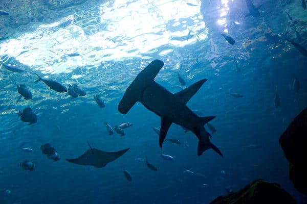 Discover How and Why Hammerhead Sharks Got Their Famous Heads - A-Z Animals