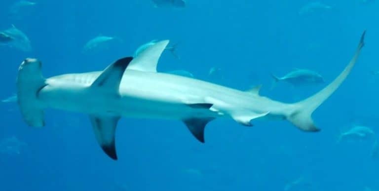 Hammerhead Shark swimming with other fish