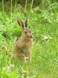 Hare Animal Facts - Lepus - A-Z Animals