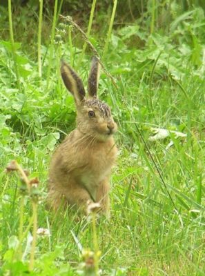 Hare Animal Facts - Lepus - A-Z Animals