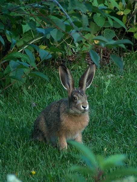 Hare - A-Z Animals