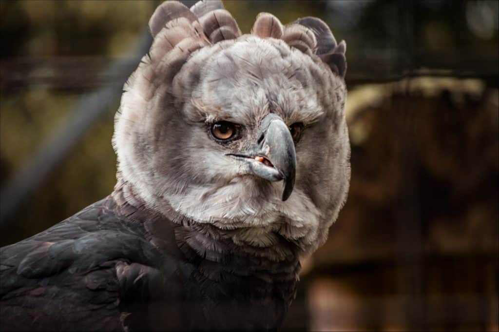 Harpy eagles have ornamental feathers on their head