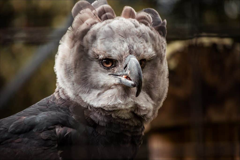 Interesting CreaturesThe Harpy Eagle (Harpia harpyja) - Kaieteur News