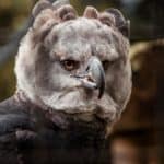 Harpy Eagle