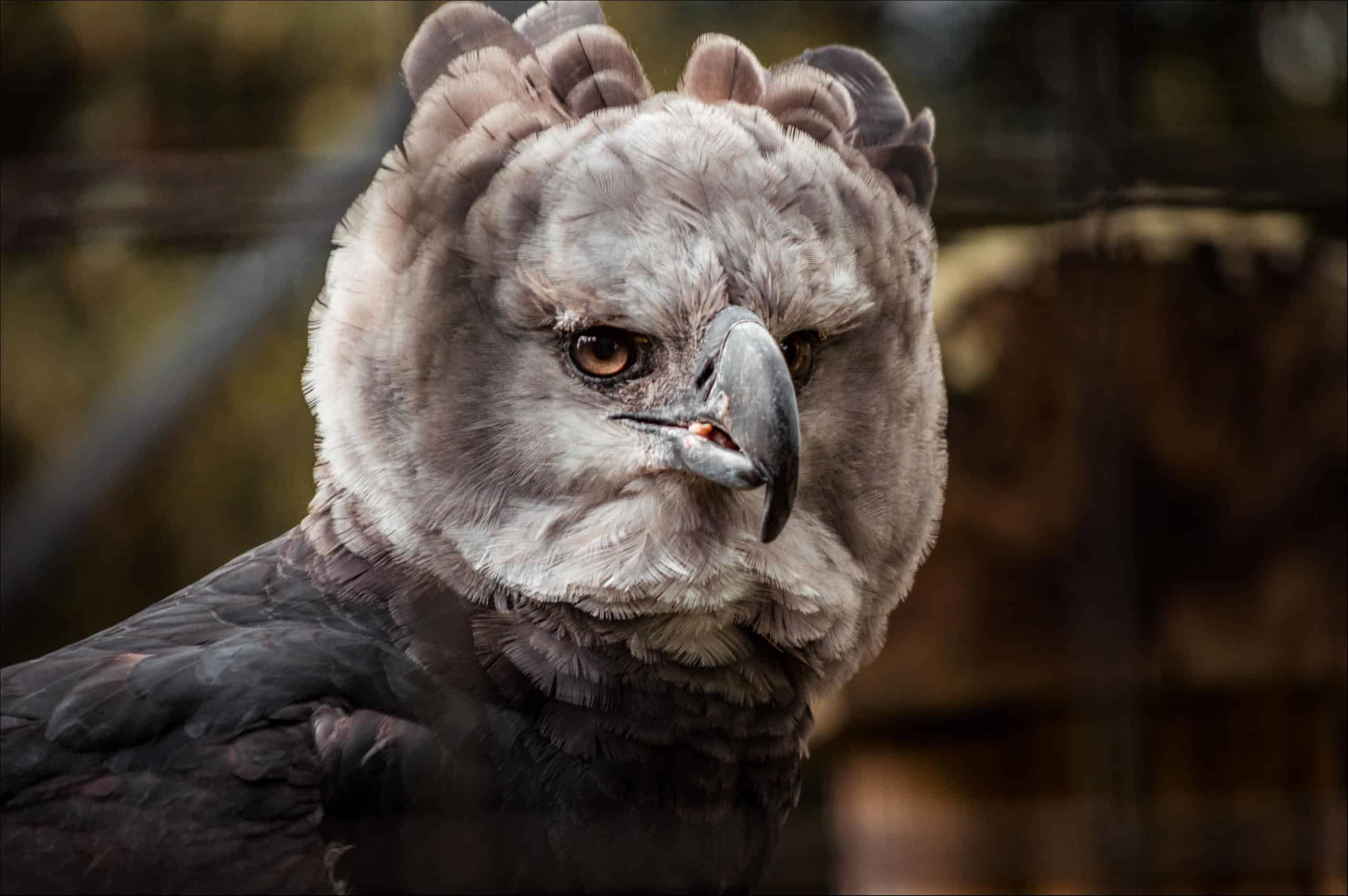 An adult Harpy Eagle, Harpia - National Geographic