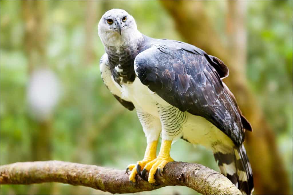 A harpy eagle perched in a branch. Its talons are bright yellow with black claws,. The underbelly is white, the back a ix of earthy colors, and the tail feathers ar striped, alternating  brown and white.background is out of ficus forest greenery.