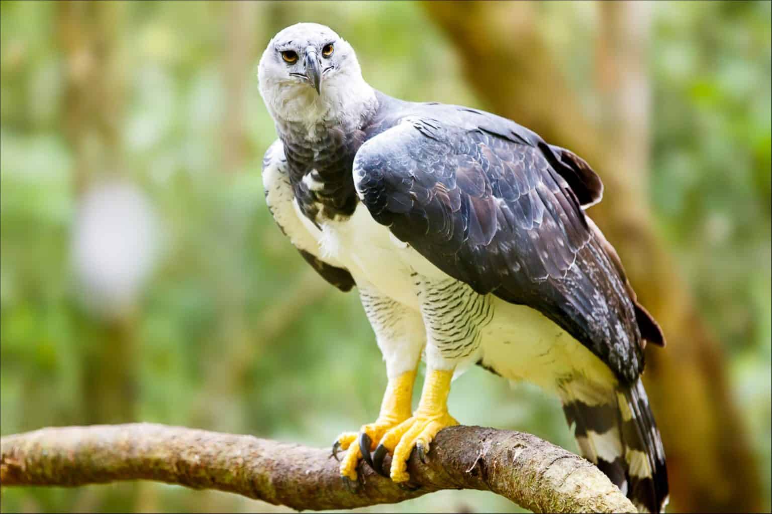 Harpy Eagle: National Bird of Panama - A-Z Animals