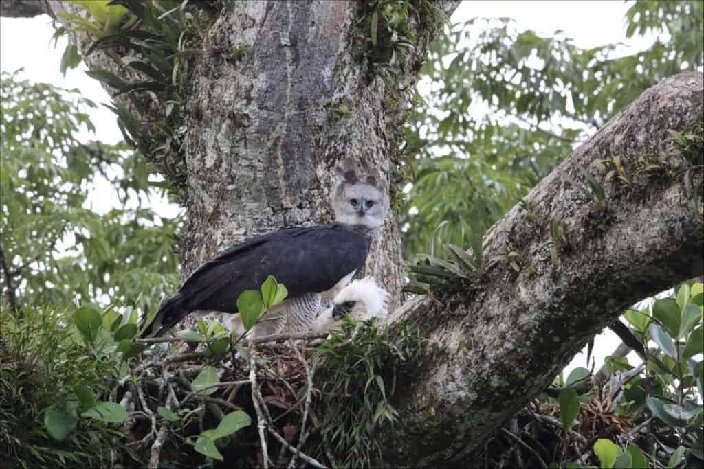 Harpy eagles make their home in the rainforests of Panama