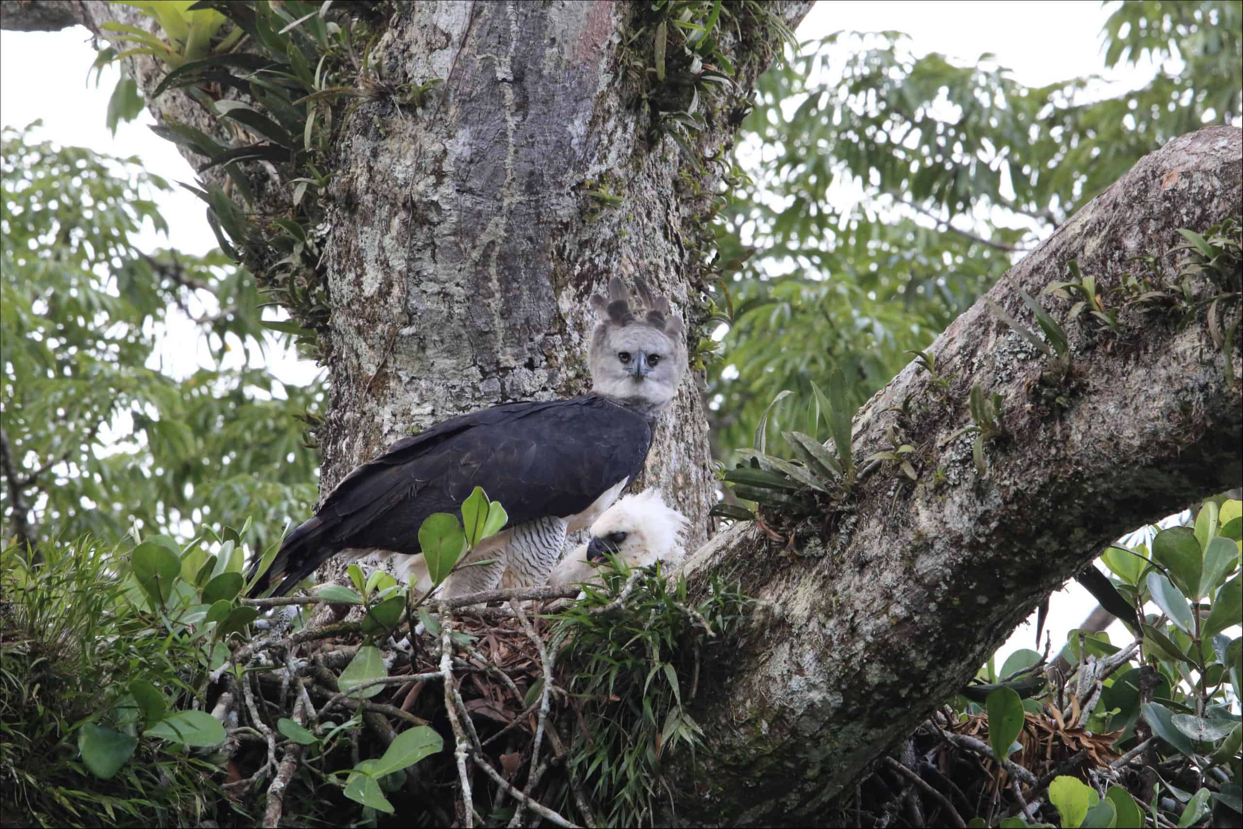 View to Harpy Eagle (Harpia harpyja) with open wings on tree