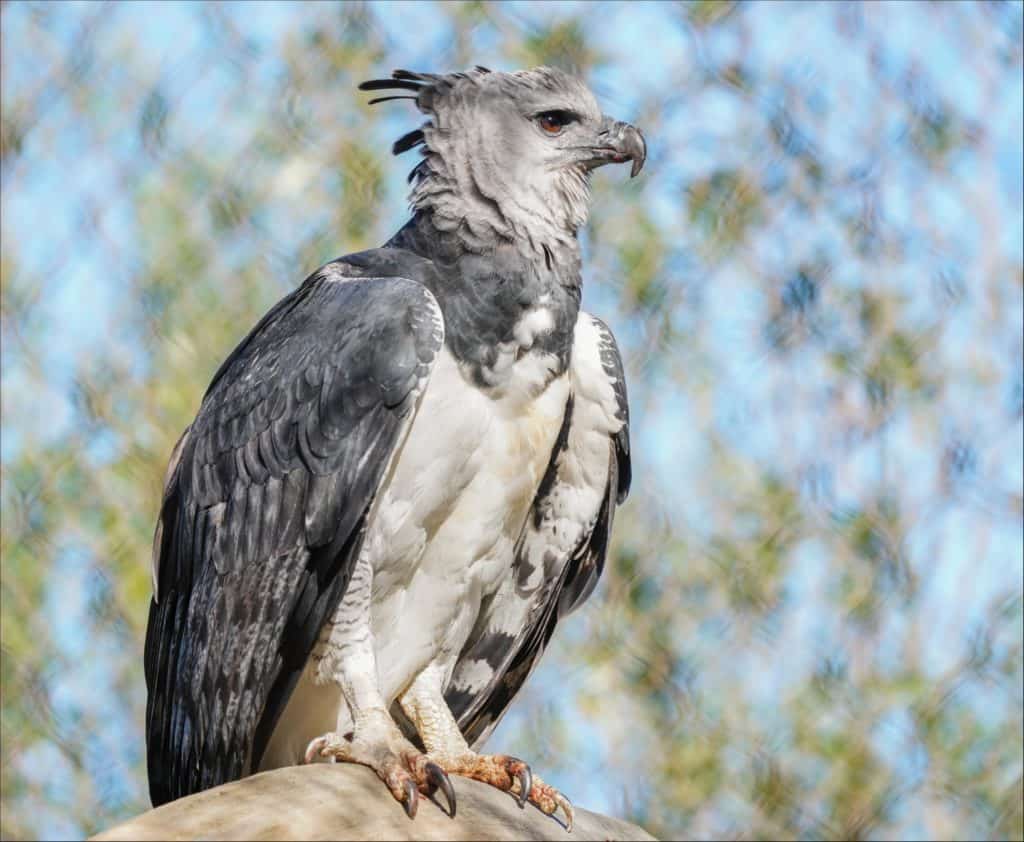 The harpy eagle is considered to be the largest eagle in the world