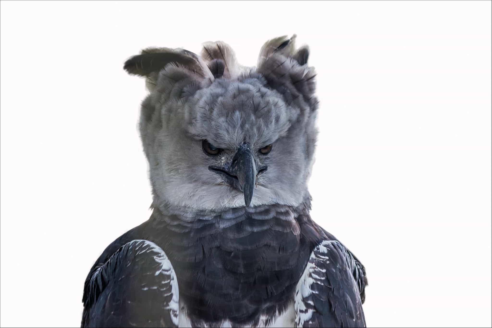 Harpy Eagle Vs. Bald Eagle: What Are 7 Key Differences? - A-Z Animals