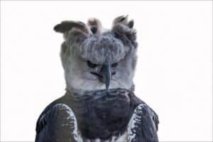 Harpy Eagle Vs. Bald Eagle: What Are 7 Key Differences? Picture