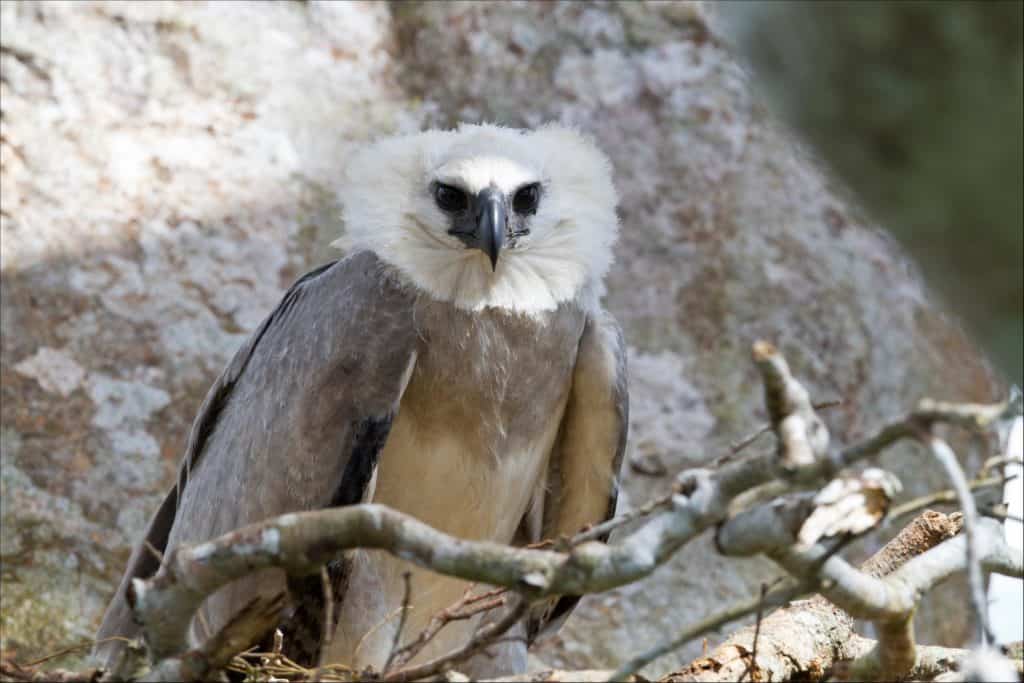 harpy eagle size comparison