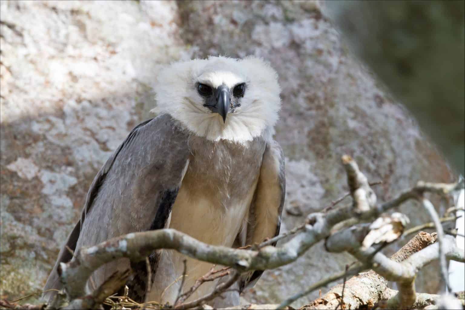 Harpy Eagle Vs. Philippine Eagle: What Are 7 Key Differences? - A-Z Animals