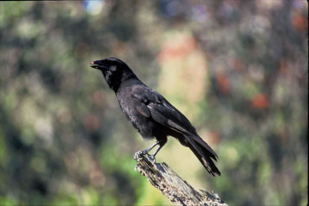 The Hawaiian crow is extinct in the wild in Hawaii
