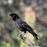 Hawaiian Crow