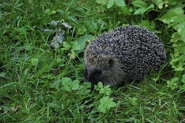 A hedgehog in my garden in Denmark