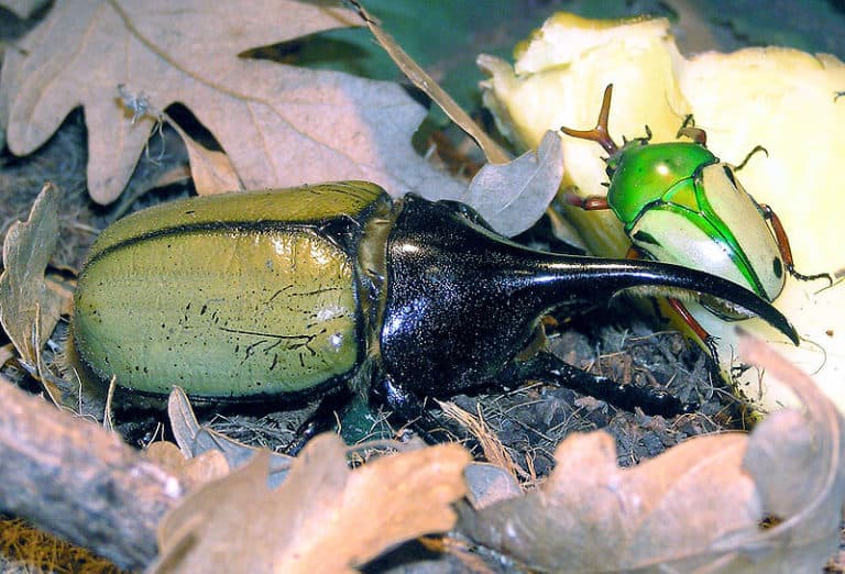 Hercules beetle Dynastes hercules, a member of the Rhinoceros beetle family, at Bristol Zoo, England. The green beetle on the right is a Jade headed buffalo beetle Eudicella smithii.