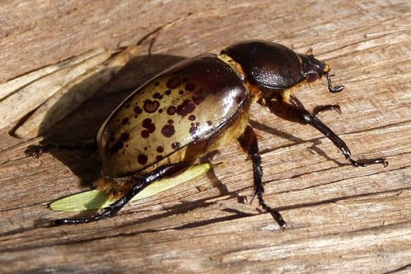 picture of hercules beetle