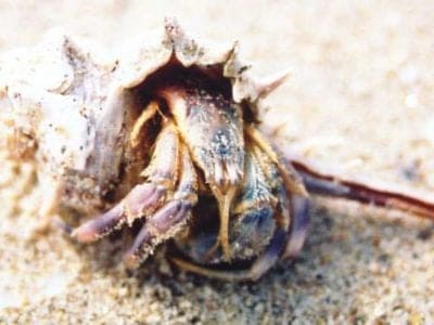 Hermit Crab Picture