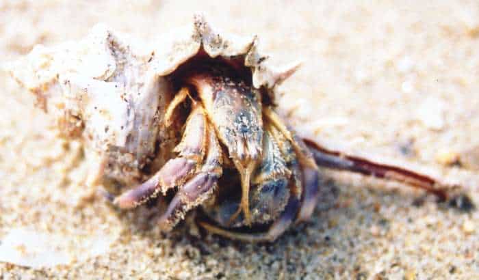 Hermit Crab Animal Facts | Paguroidea - AZ Animals