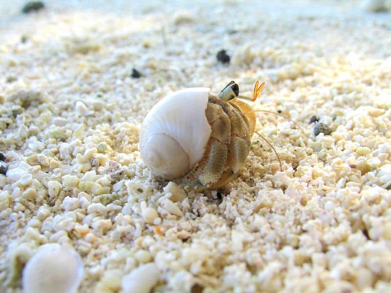 Are Snails Born With Shells?
