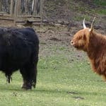 Highland cattle