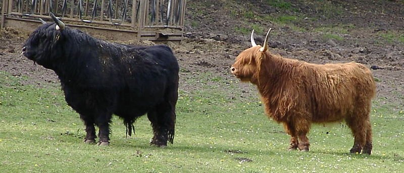 A black and brown Highland cattle shown from the side