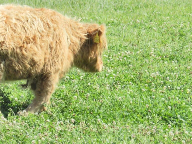 A farm-raised Highland cattle