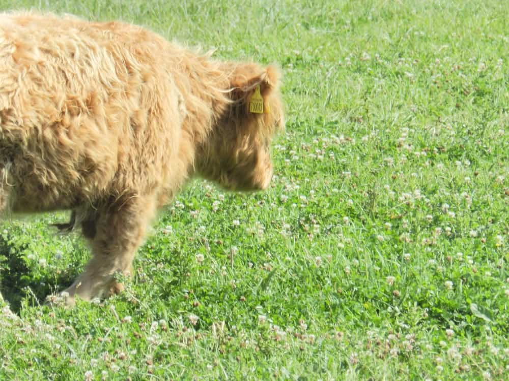 20 Frequently Asked Questions about Highland Cattle