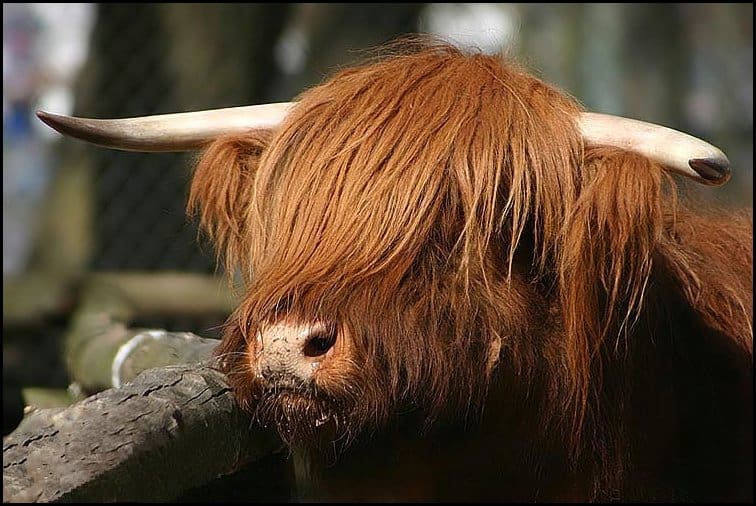 A close-up shot of the shaggy-headed Highland cattle