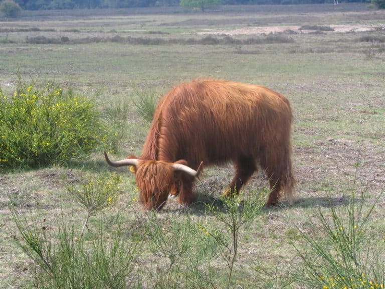 A Highland cattle grazing