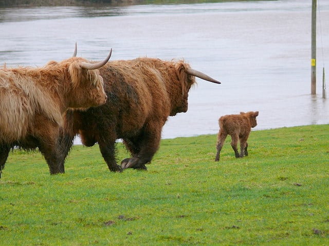 Several adult and one baby Highland cattle