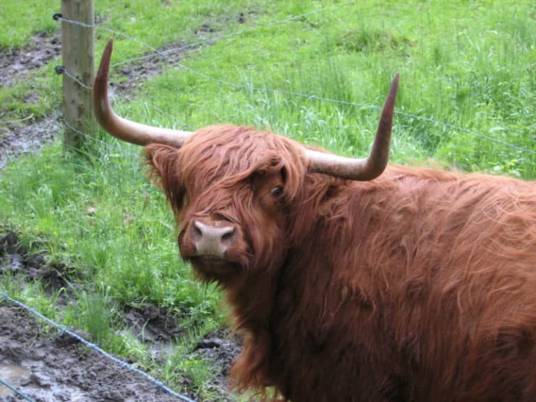 A Highland cattle with large horns looking at the camera