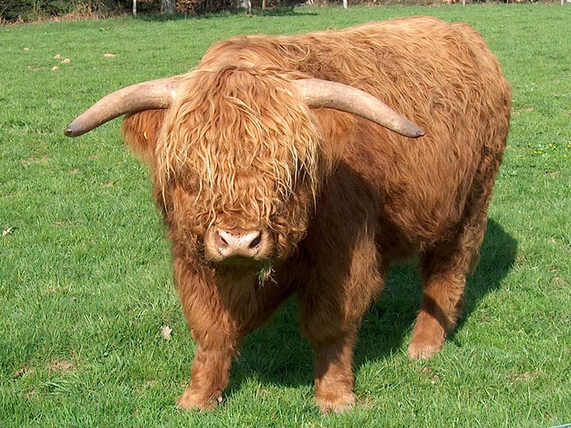 Highland cattle with shaggy hair and horns