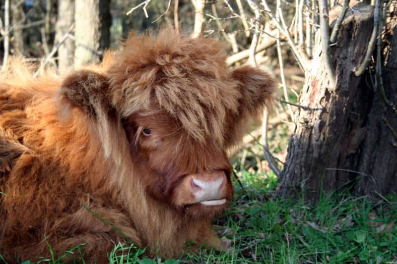 A shaggy-headed Highland cattle