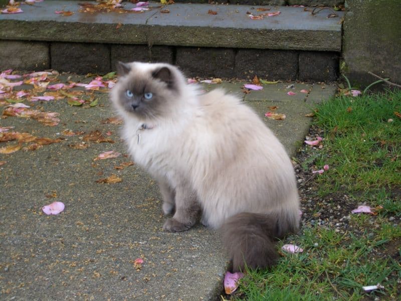 Himalayan store cat grey