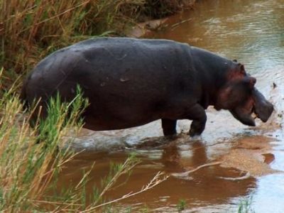 A Hippopotamus amphibius