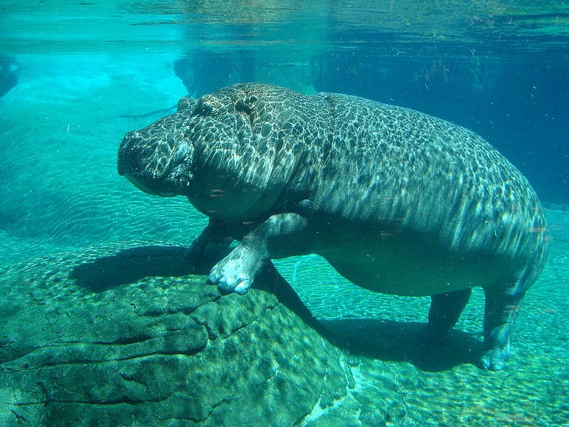 How fast can a hippo go?
