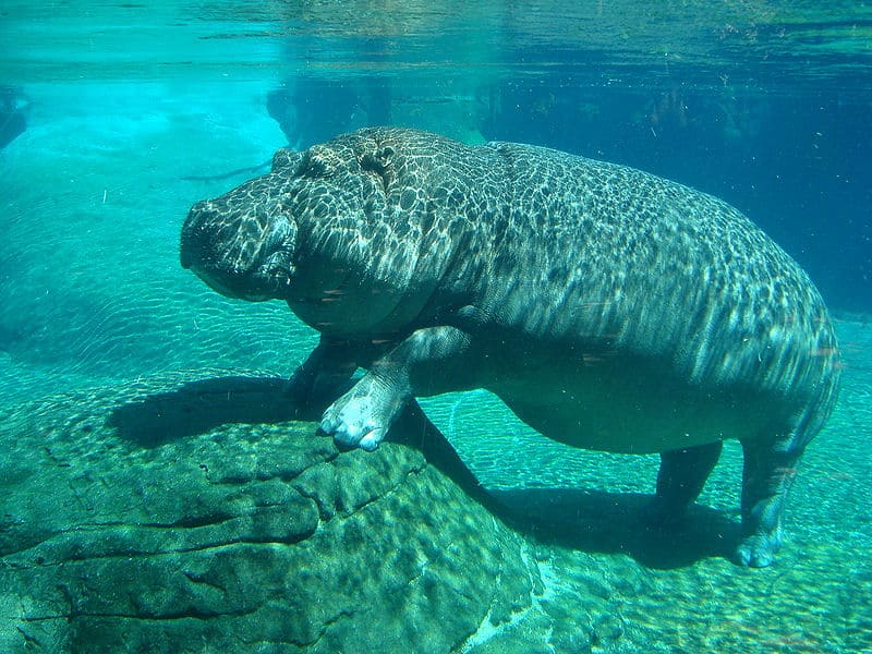 American Hippo Bill - hippo underwater