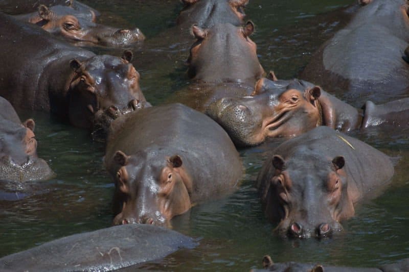 Hippo Size: Just How Much Does a Hippo Weigh?