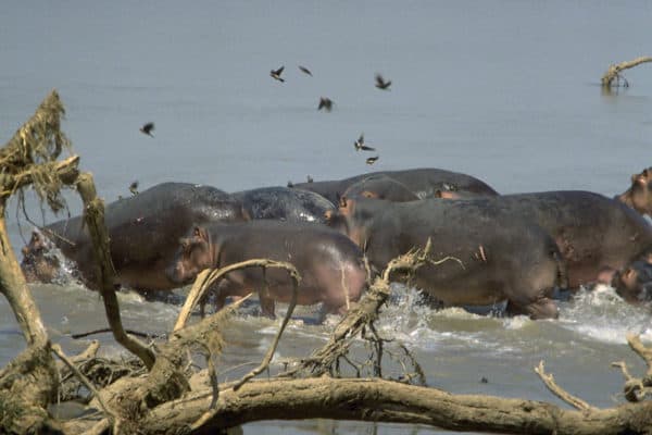 Hippo stampede at South Luangwa, Zambia