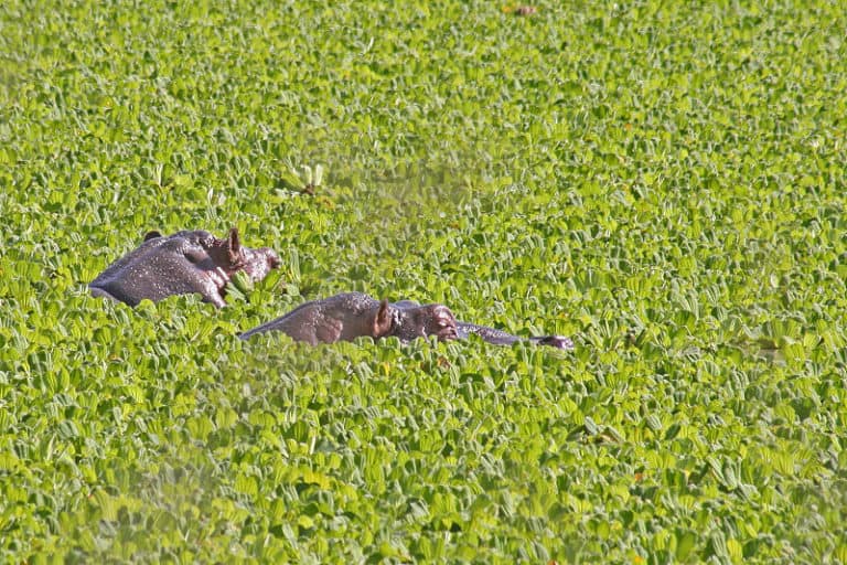 Hippopotamuses in a pond covered with Pistia stratiotes in Mikumi National Park