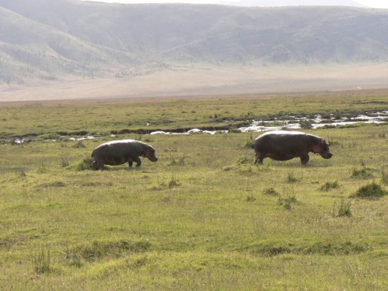 How Fast Can a Hippo Run?