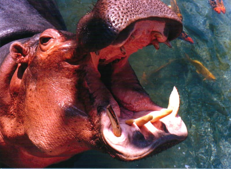 Hippo Skull - Hippos have ivory tusks that come from their incisor and canine teeth.